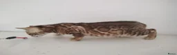 Bengal cats for sale: Bengal kittens - Advert 1