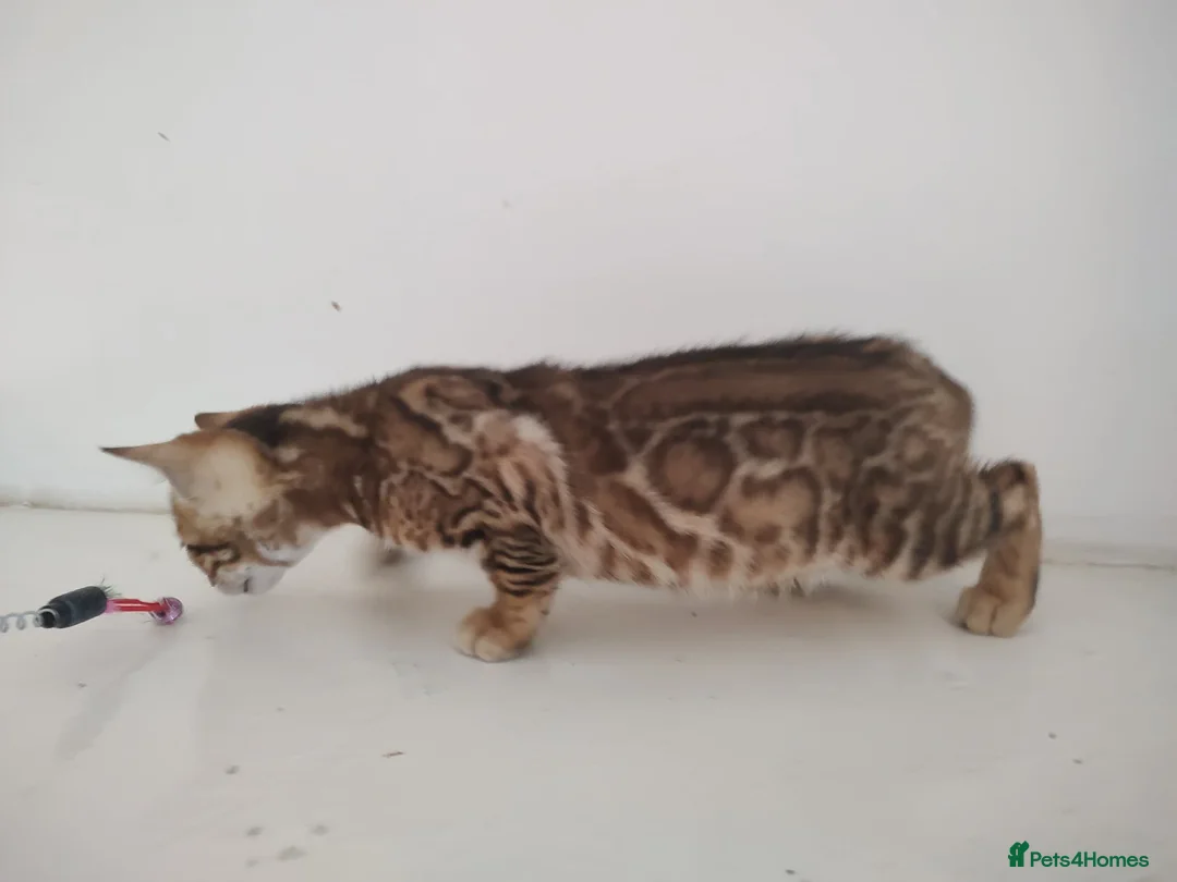 Bengal cats for sale: Bengal kittens - Advert 1