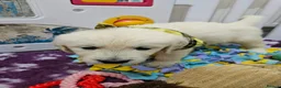 Golden Retriever dogs for sale: Cuddly KC Reg Golden Retriever Puppies - Advert 2