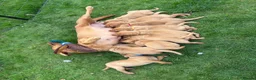 Labrador Retriever dogs for sale: Beautiful fox red KC registered litter in Bristol - Advert 8