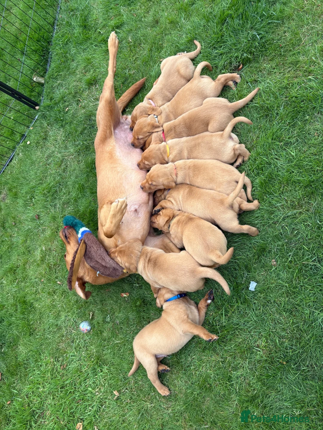 Labrador Retriever dogs for sale: Beautiful fox red KC registered litter in Bristol - Advert 8