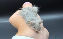 Mouse rodents for sale: Fancy Mice - Standard, Rex, Double Rex (Hairless)  - Image 6