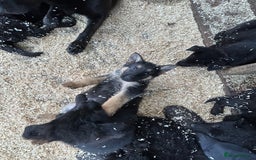 German Shepherd dogs for sale: German shepherd puppies  - Advert 31