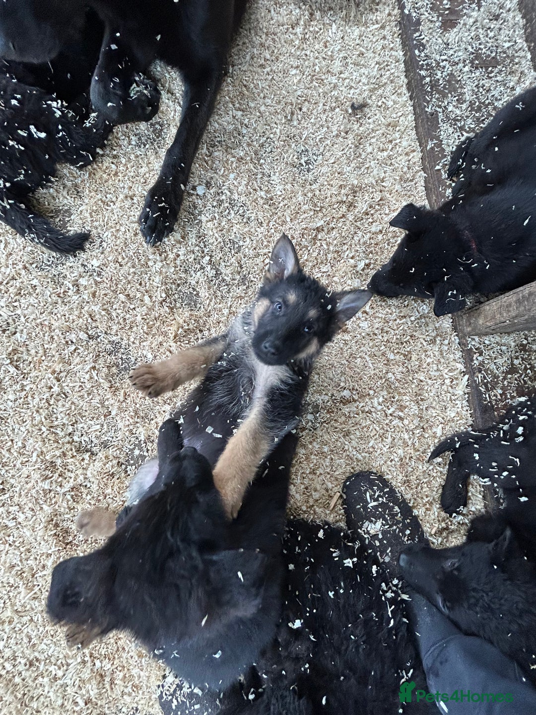 German Shepherd dogs for sale: German shepherd puppies  - Advert 31