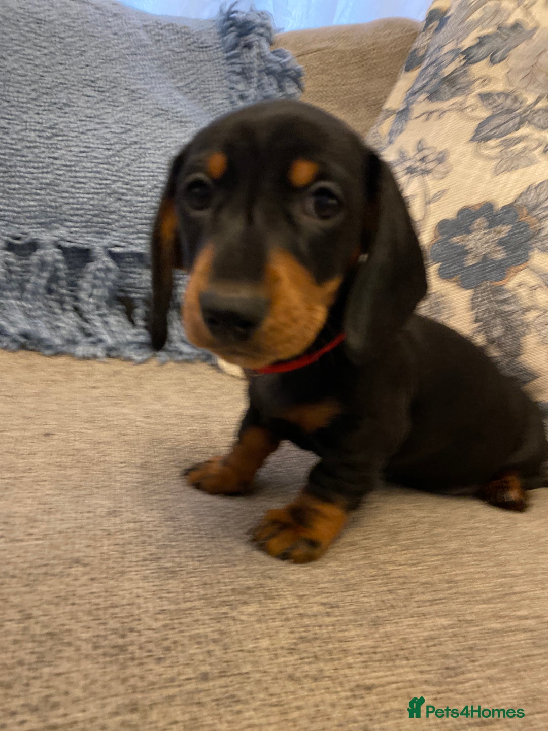 Miniature Dachshund dogs for sale: Beautiful miniature smooth KC reg dachshund  - Advert 3