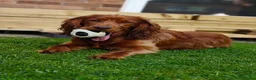 Cocker Spaniel dogs for sale: 8 month old Cocker Spaniel in Ellesmere Port - Advert 1