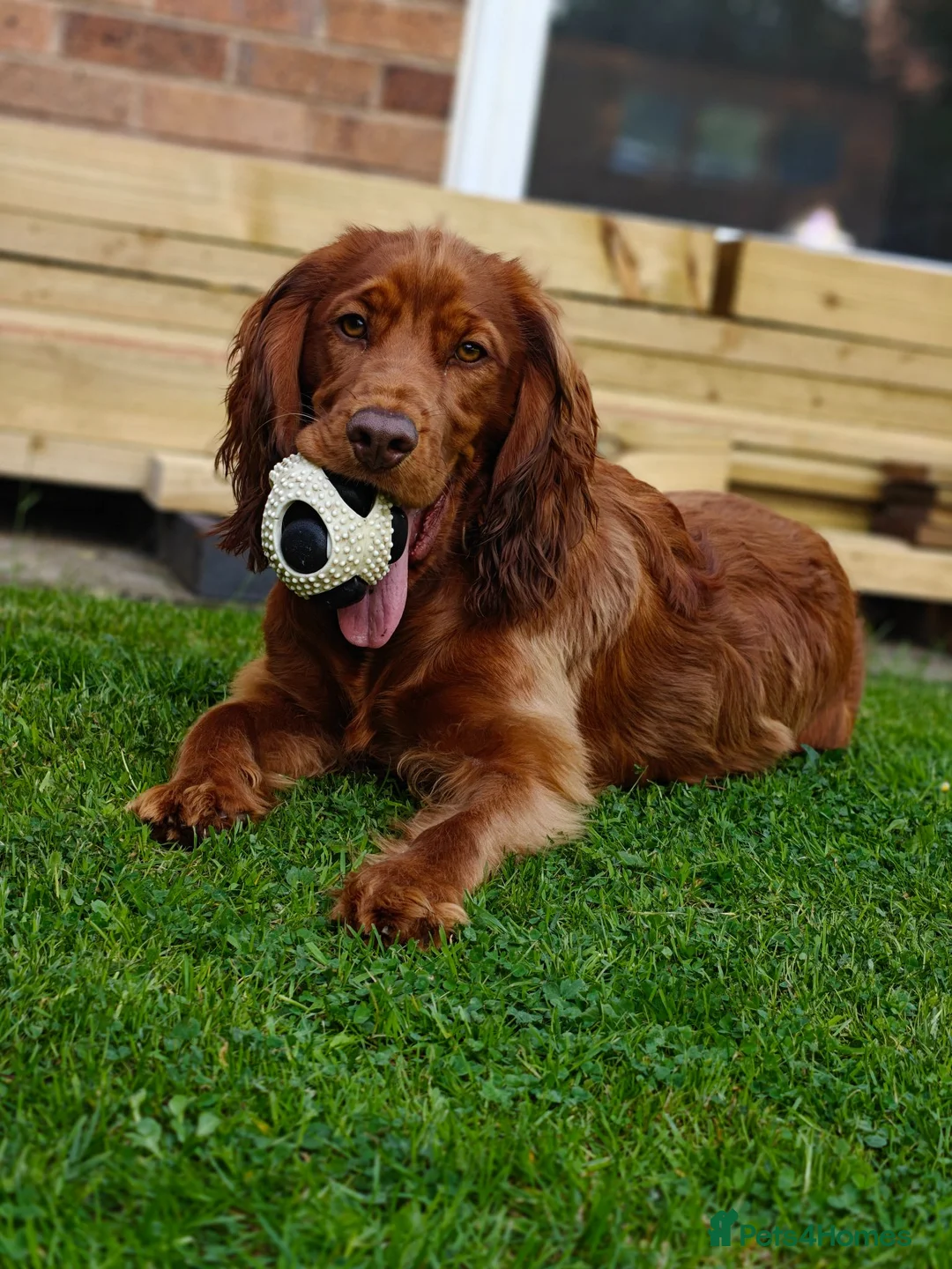 Cocker Spaniel dogs for sale: 8 month old Cocker Spaniel in Ellesmere Port - Advert 1