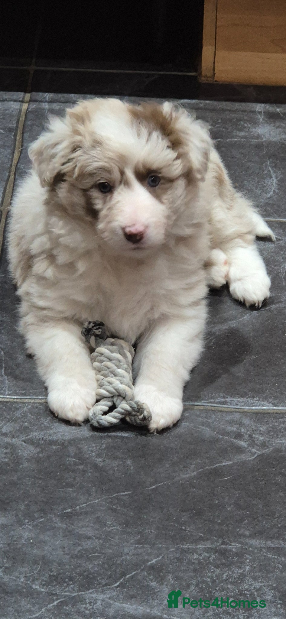 Border Collie dogs Outstanding litter Longhaired Merle border collies - Advert 7