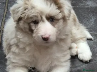 Border Collie dogs Outstanding litter Longhaired Merle border collies - Advert 7