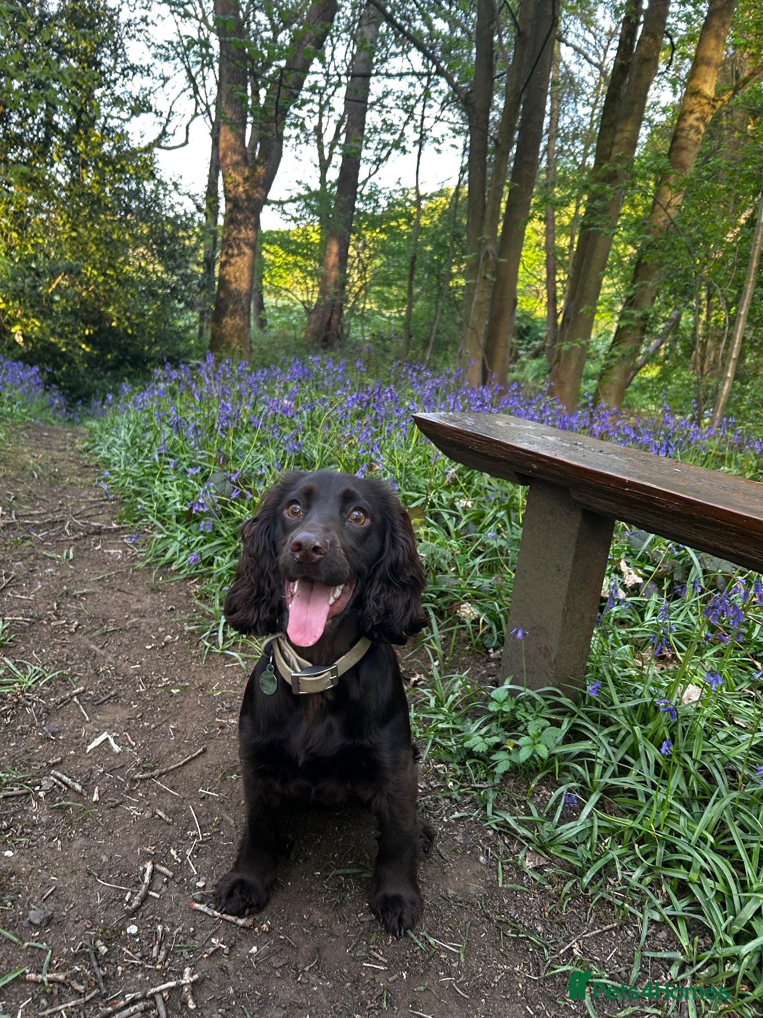 Cocker Spaniel dogs  Cocker Spaniel Puppies – Ready to Reserve! 🐾 - Advert 7