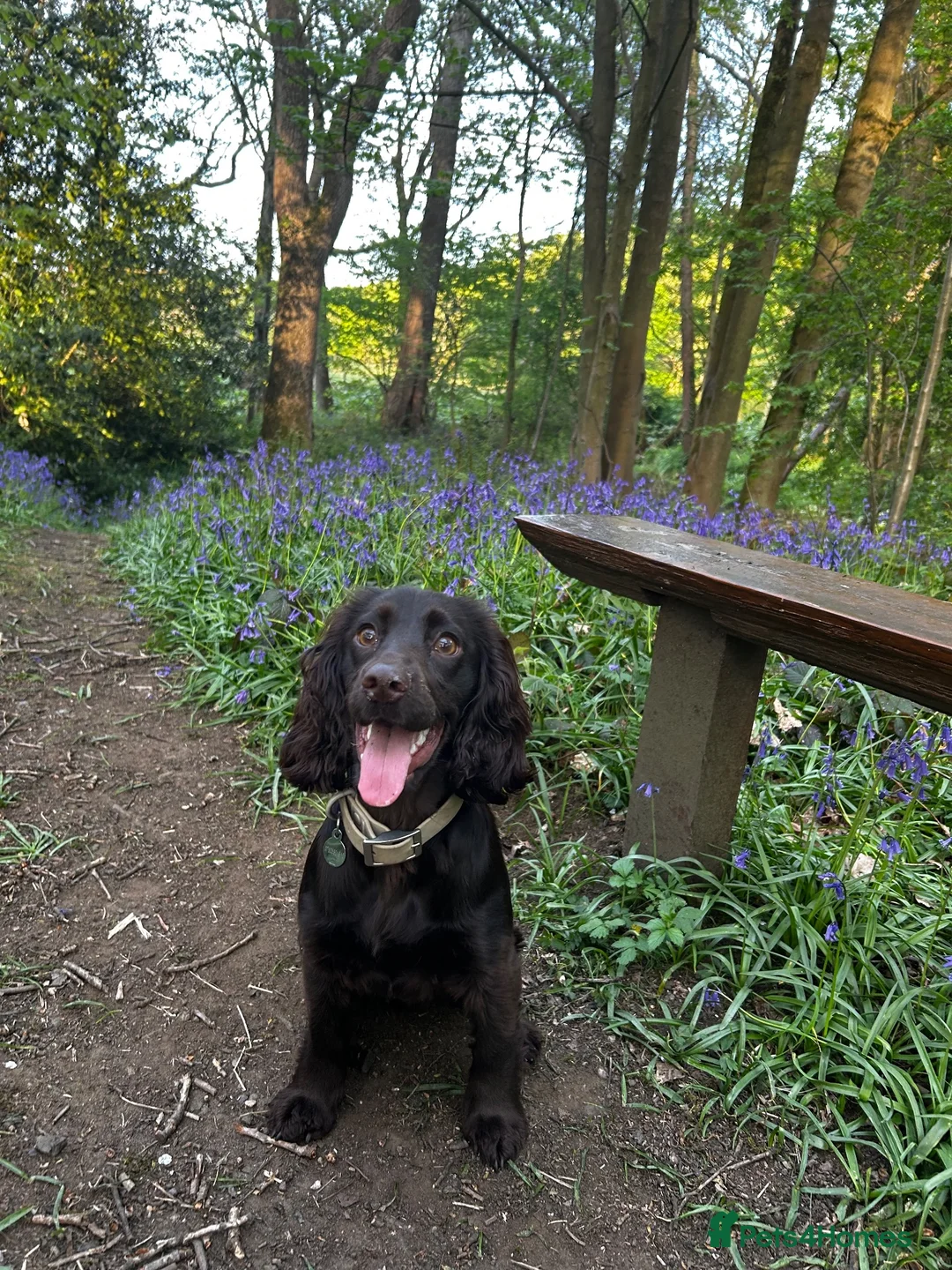 Cocker Spaniel dogs for sale:  Cocker Spaniel Puppies – Ready to Reserve! 🐾 - Advert 1