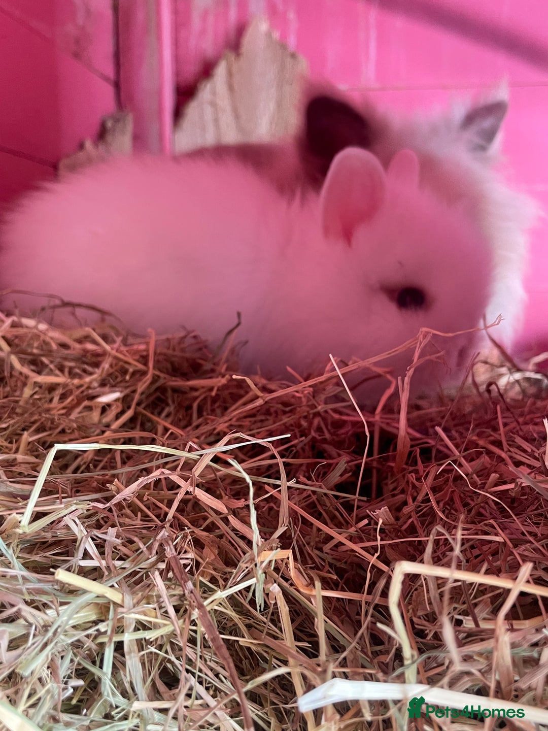 Lionhead rabbits for sale: 2 male left. 6 females  - Image 13