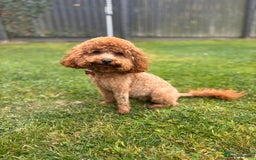 Cockapoo dogs for sale: TINY TOY DEEP RED COCKAPOO PUPPIES  - Image 3