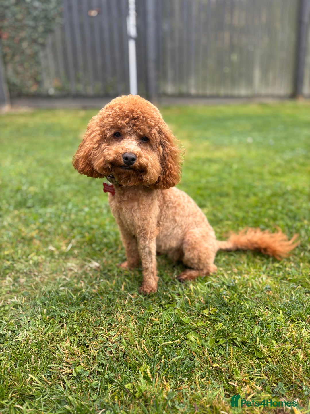 Cockapoo dogs for sale: TINY TOY DEEP RED COCKAPOO PUPPIES  - Image 3