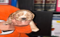 Cocker Spaniel dogs for sale: KC Stunning Golden Show-Type Cocker Spaniel  - Advert 8