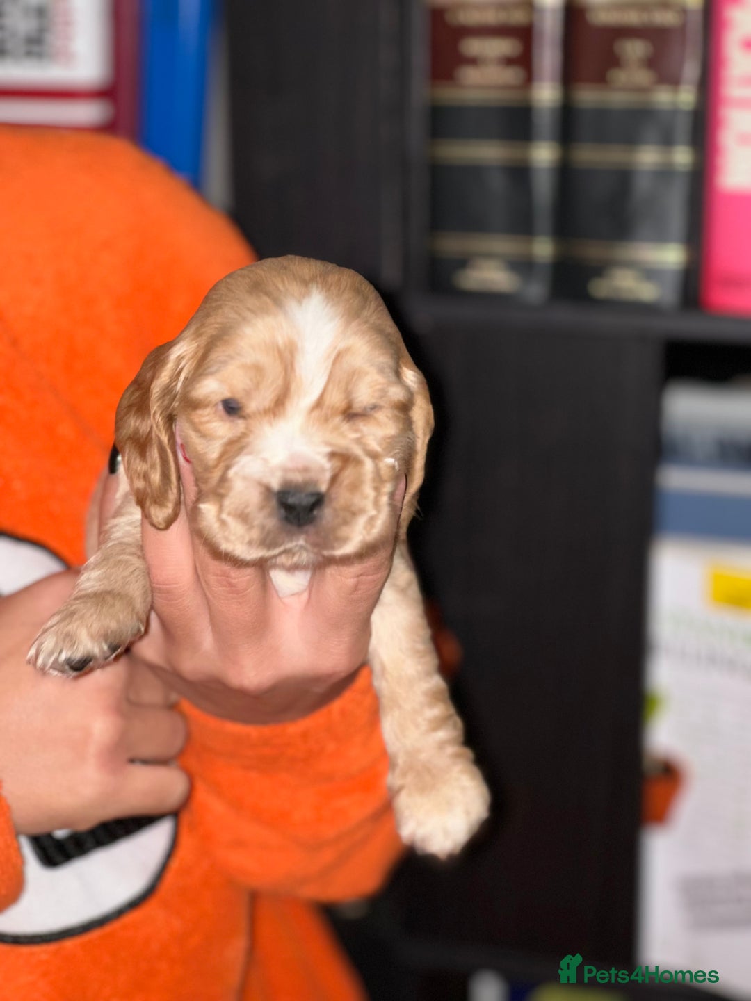 Cocker Spaniel dogs for sale: KC Stunning Golden Show-Type Cocker Spaniel  - Advert 8