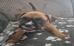 Boxer dogs for sale: Kc Boxer Puppies - Image 21