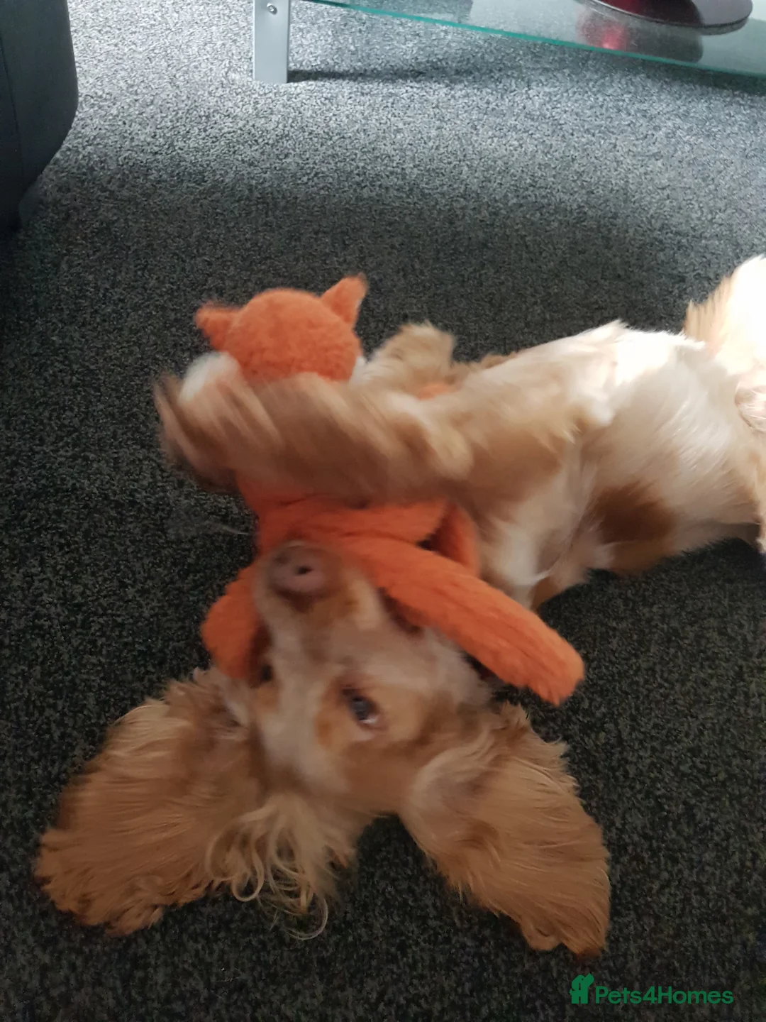 Cocker Spaniel dogs for stud: Proven Handsome Show Cocker Spaniel For Stud in Rochdale - Advert 20