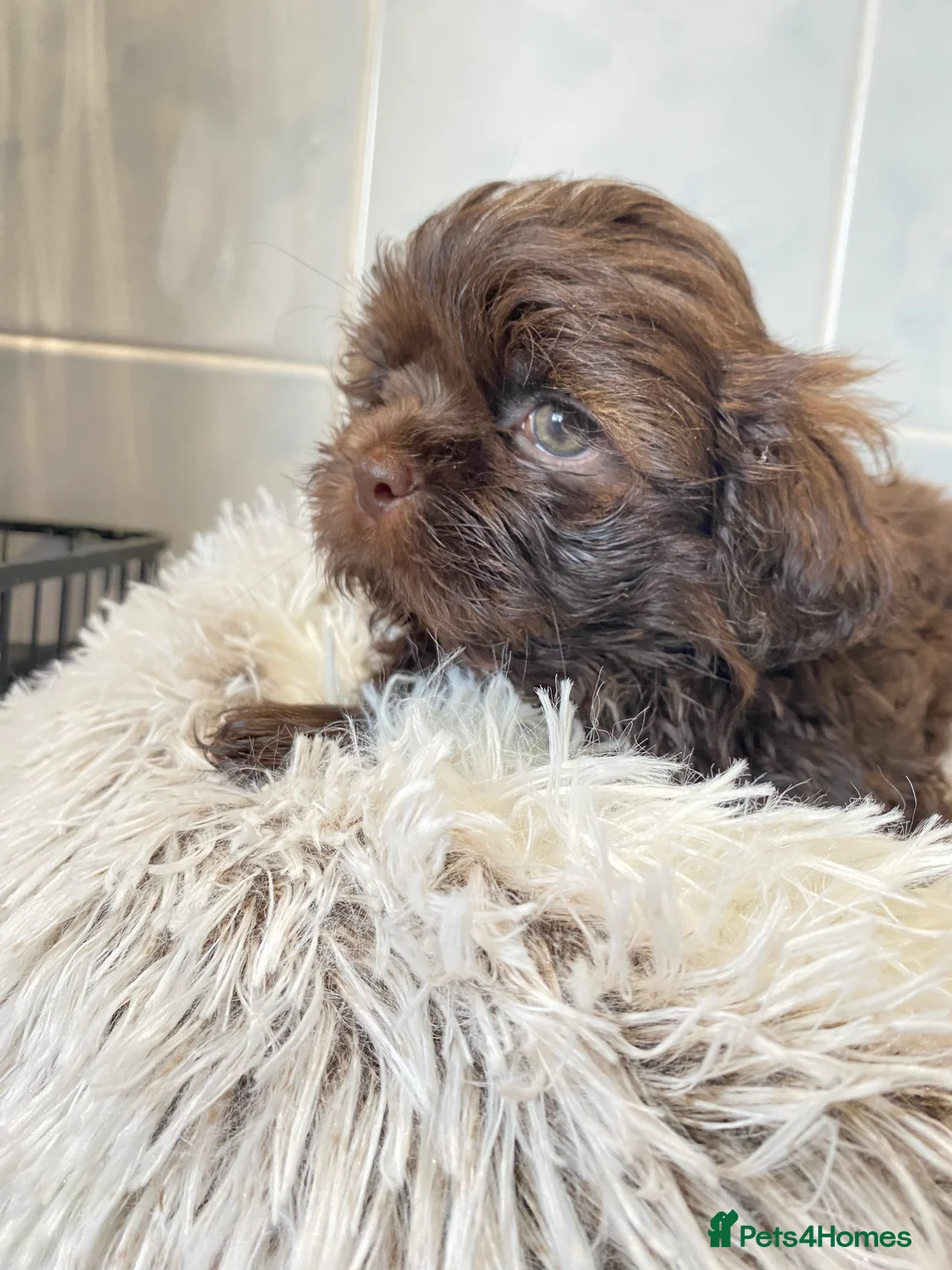 Shih Tzu dogs for sale: 💙3 shihtzu boys available now💙 - Advert 7