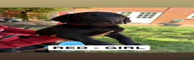 Labrador Retriever 4