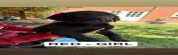 Labrador Retriever dogs for sale: 4 gorgeous Labrador puppies  - Advert 15