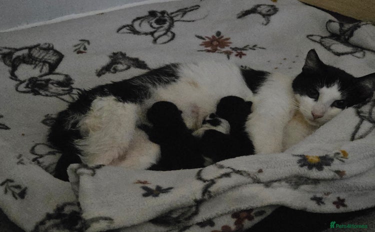 Mixed Breed cats - Advert 12