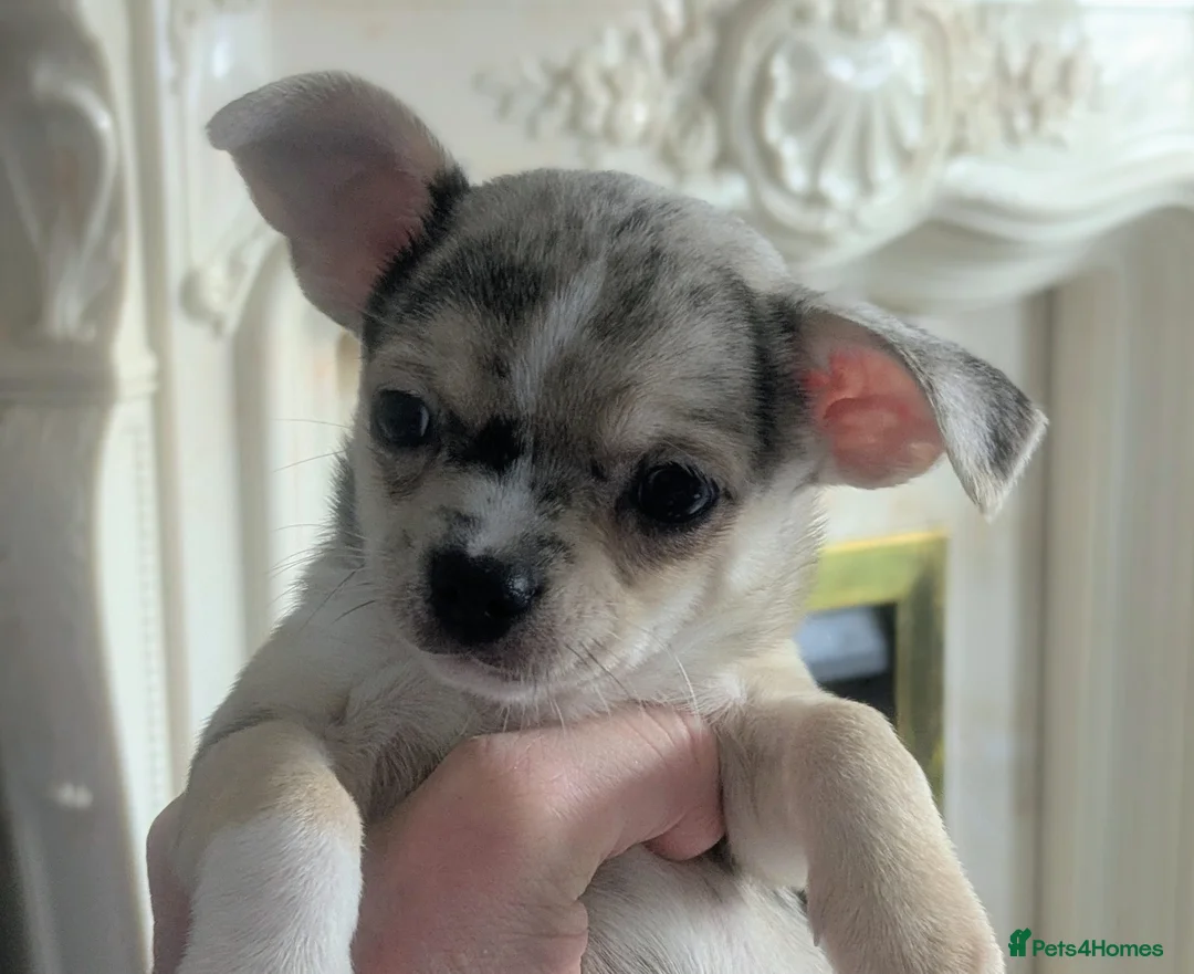 Chihuahua dogs for stud: FREDERICK VON LOVEHUNTER KC Champion heritage Stud in Chorley - Advert 37