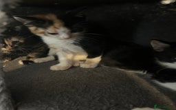 Domestic Shorthair cats for sale: 6 beautiful kittens ready for loving home  - Image 2