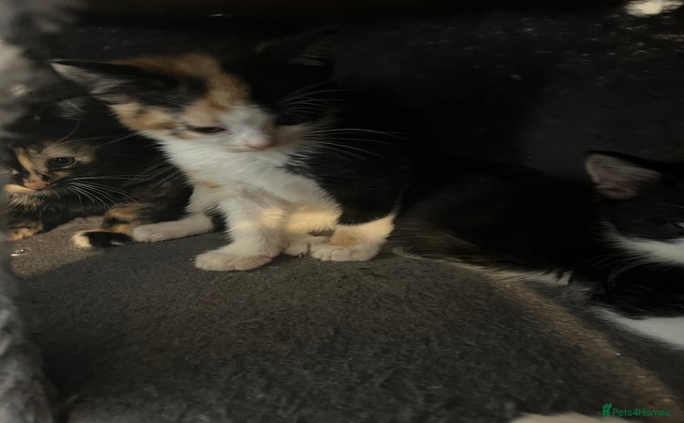 Domestic Shorthair cats - Advert 8