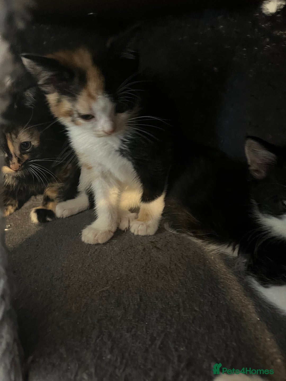 Domestic Shorthair cats for sale: 6 beautiful kittens ready for loving home  - Image 2