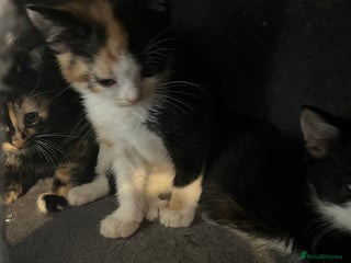 Domestic Shorthair cats - Advert 10