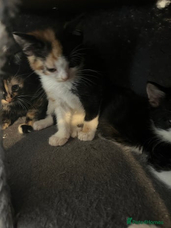 Domestic Shorthair cats - Advert 16