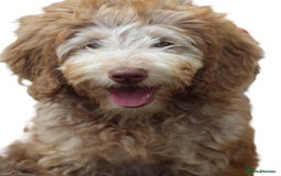 Labradoodle dogs for sale: ✔️The work has been done choose your breeder right - Image 1