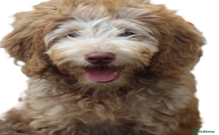 Labradoodle dogs - Advert 1