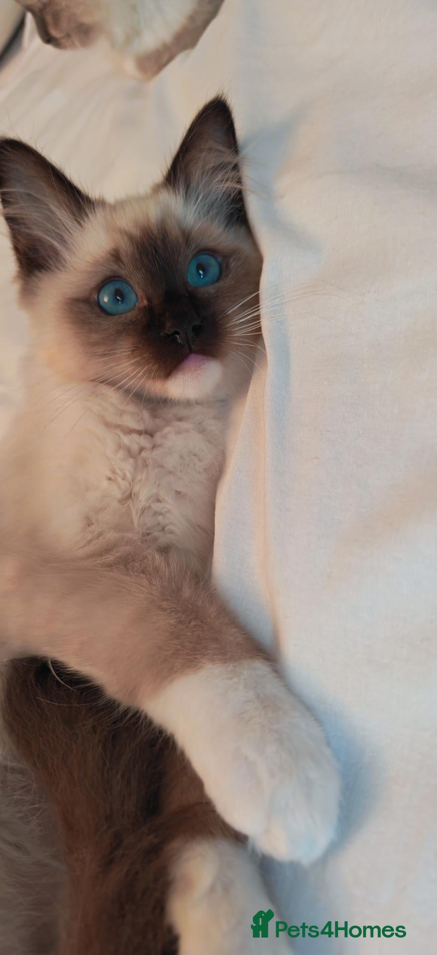Ragdoll cats Raised with Love, ready for forever homes 🏠❤️ - Advert 4