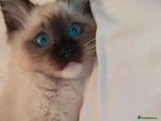 Ragdoll cats Raised with Love, ready for forever homes 🏠❤️ - Advert 4