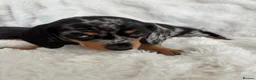 Miniature Dachshund dogs for sale: Miniature Dacshund’s  - Advert 14