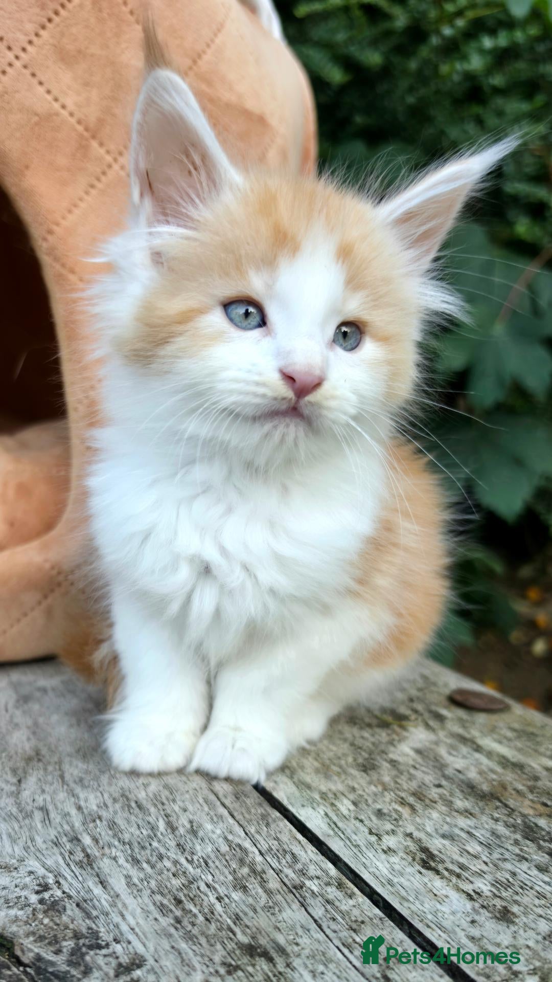 Maine Coon cats PICK OF LITTER  - Advert 1