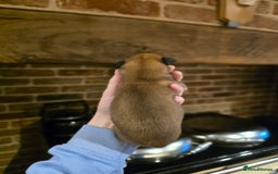 Whippet dogs for sale: Litter of two kc whippets - Image 4