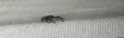 Spiders invertebrates for sale: Male Bahama Jumping spider with enclosure set up  - Advert 13