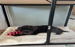 Miniature Schnauzer dogs for sale: Lovely KC Mini Schnauzer 4 months Fully Vaccinated - Image 4