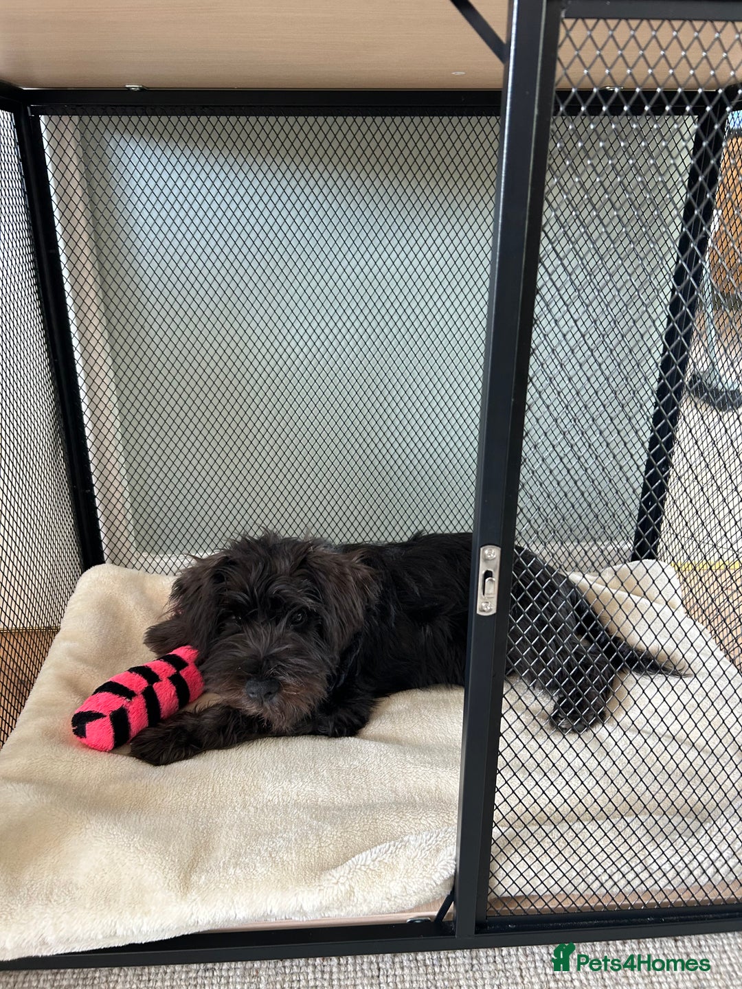 Miniature Schnauzer dogs for sale: Lovely KC Mini Schnauzer 4 months Fully Vaccinated - Image 4