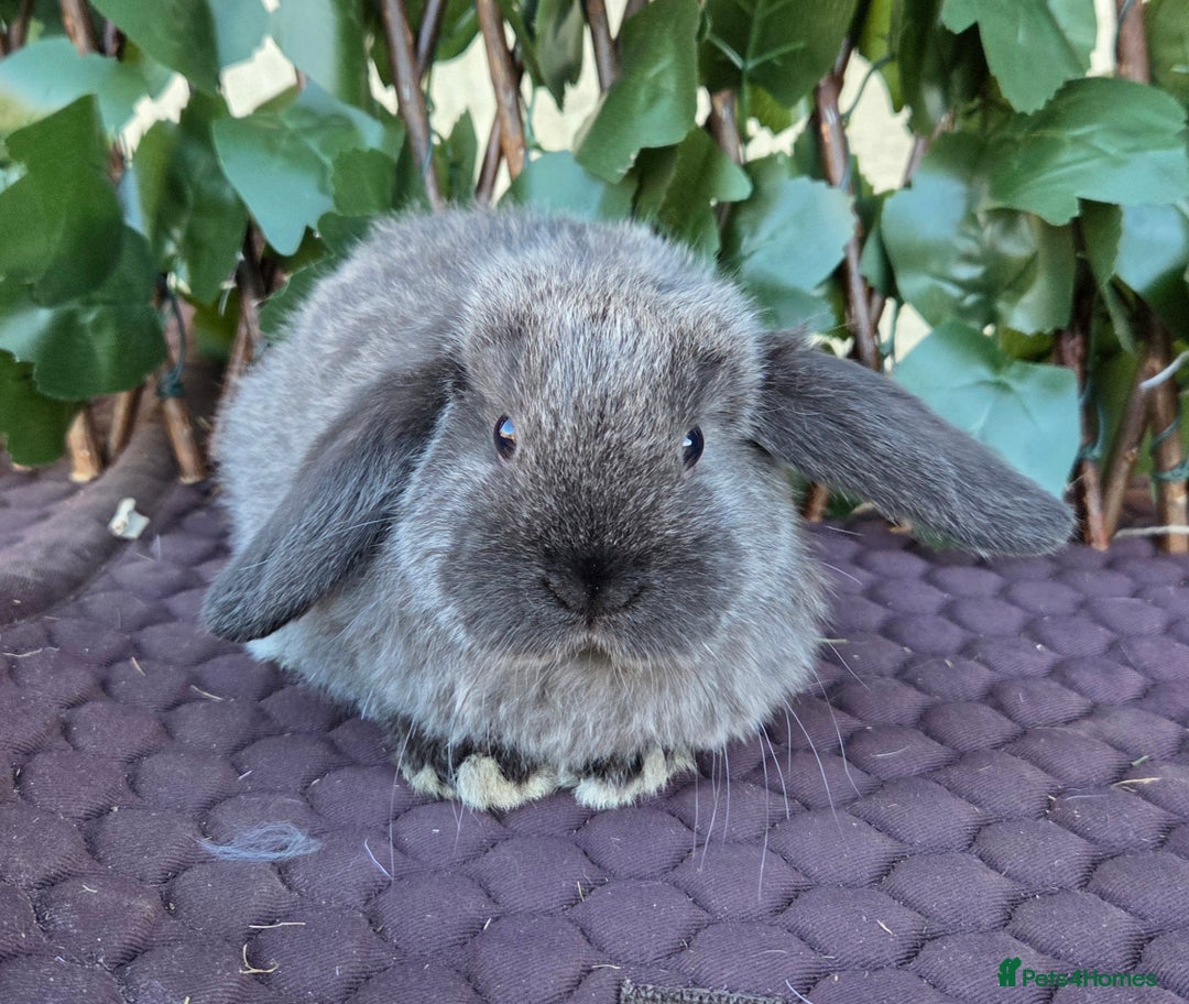 Mini Lop rabbits for sale: Pure mini lop babies  - Advert 3