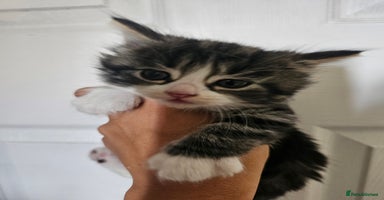 Mixed Breed cats - Advert 4