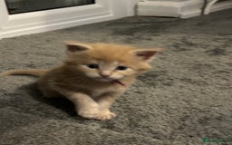 Maine Coon cats for sale: 1 boy is now available and 2 cream girls   - Image 26