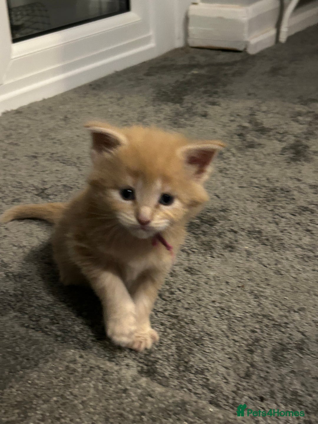 Maine Coon cats for sale: 1 boy is now available and 2 cream girls   - Image 26
