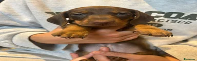 Miniature Dachshund Puppy 4