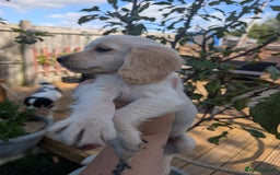 Cocker Spaniel dogs for sale: Working type cocker spaniel puppies  - Image 11