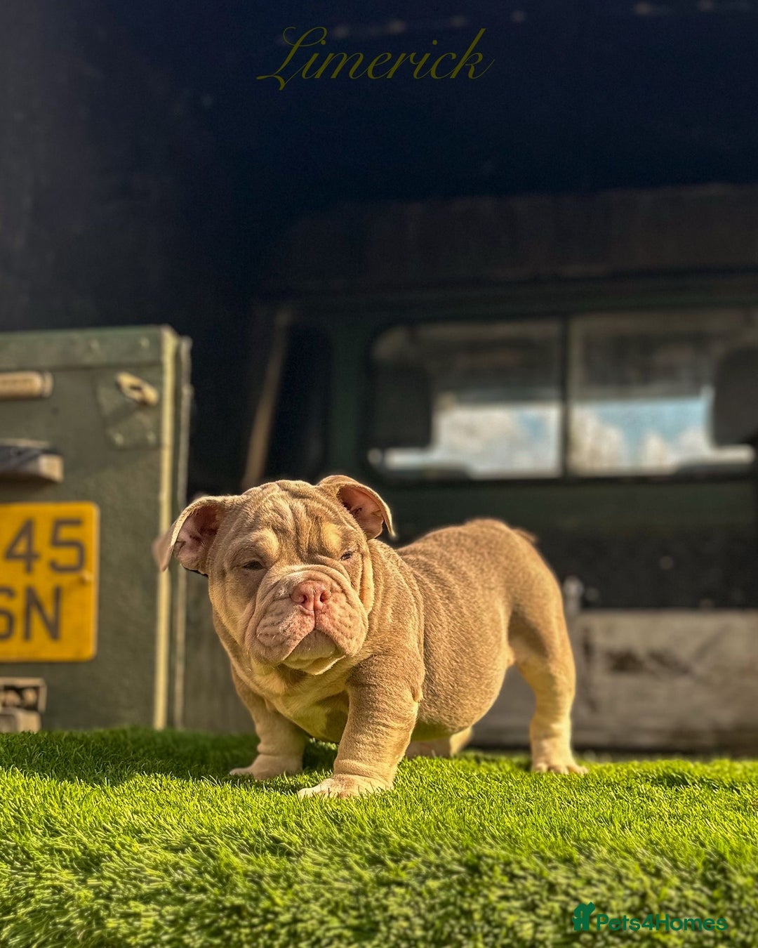 English Bulldog dogs for sale: 🔥 THE JACKPOT PUPPIES ARE HERE 🔥 - Image 13