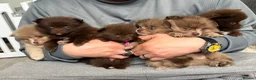 Pomeranian dogs for sale: 100% POM!🐻DNA&HEALTH TESTED!🧬 - Advert 20